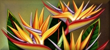 Tropical Flower Photo