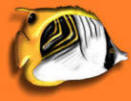 roatanfish
