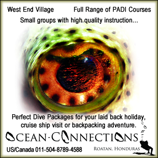 Whether you're searching for a dive package, visiting Roatan on a cruise ship or journeying into the underwater world for the first time, we are here to ensure that your time spent with us is an experience to remember. We offer a full range of PADI Dive courses and daily dive trips to the best dive sites on Roatan, focusing on diving in small groups and providing high quality instruction. Ocean Connections is located in West End, a small diving community on the western tip of Roatan and the most popular destination for avid divers of all ages. West End has something for every budget, from backpacker hostels to private vacation rentals. Within minutes of arriving at our oceanfront dive shop we can have you out diving on some of Roatan's best dive sites.
Please contact with us any questions you may have, we are happy to help with your travel plans, give advice or customize a dive package to suit your needs.