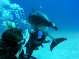 dolphin-encounters