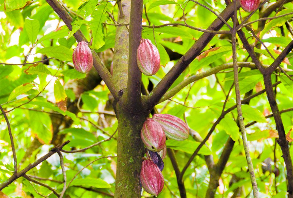 <b>Cocoanut</b> aka: <b>Chocolate Tree</b> can be seen and tasted on a tour at <a href="http://carambolagardens.com/" title="Carambola Gardens">Carambola Gardens</a>.