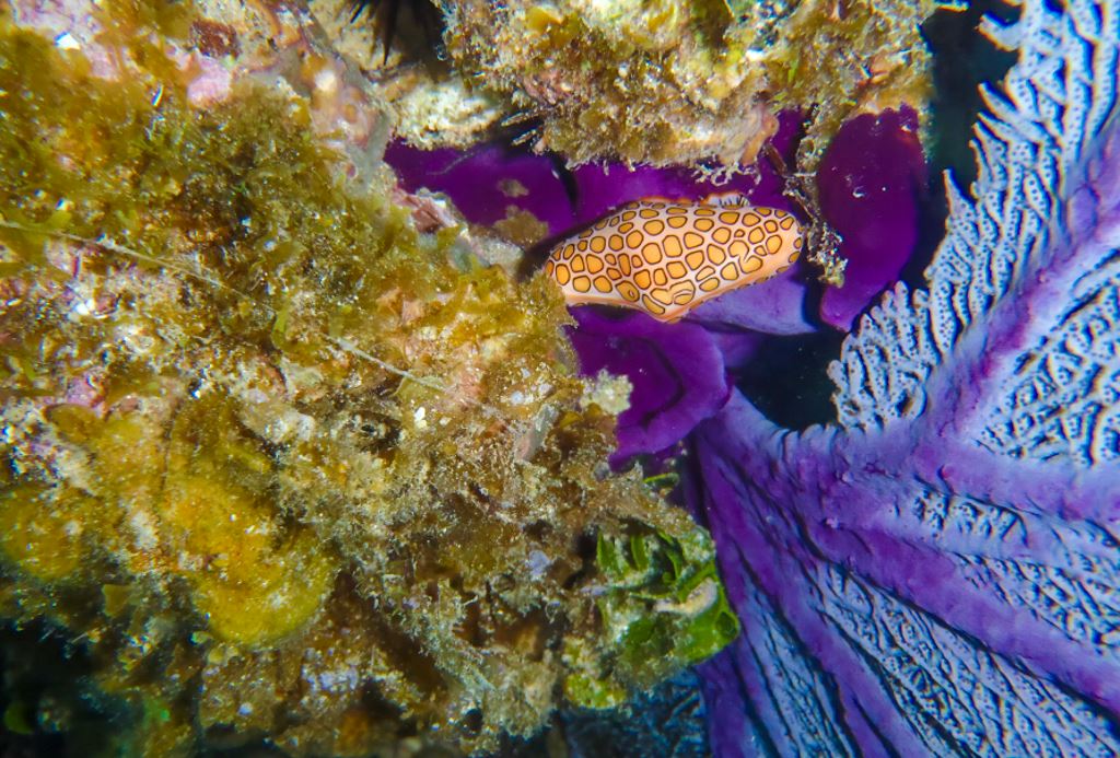 Lives and feeds off soft corals in the Western Caribbean.