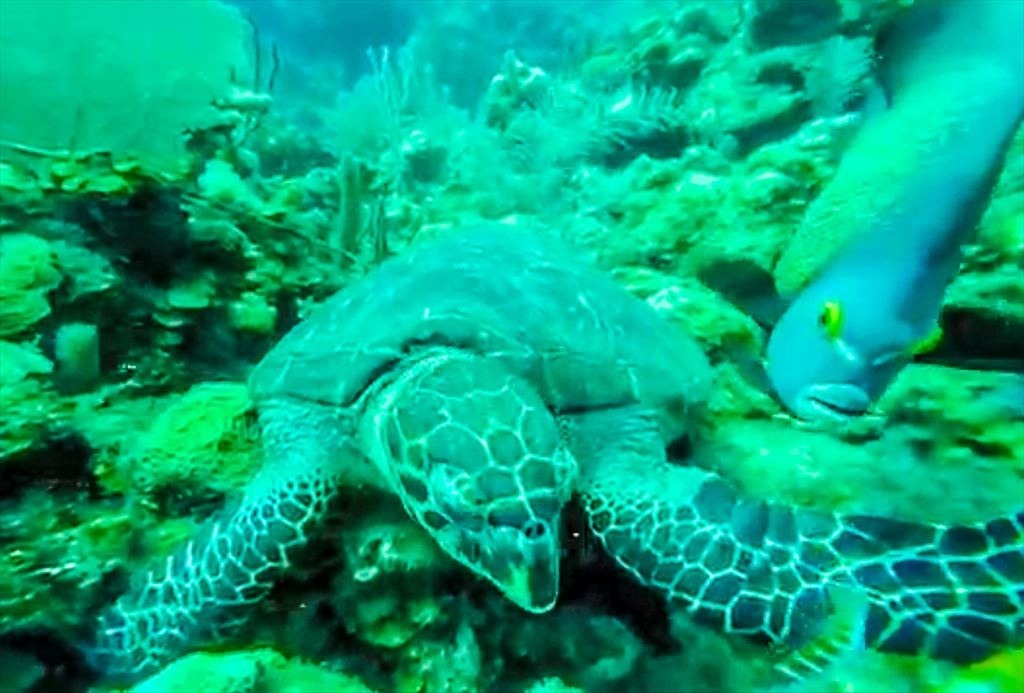 <b>Turtle</b> feeding on the <b>reef</b>. View video by <a href="https://www.youtube.com/watch?v=SkeD1T1Tw0Q" title="John Evanko">John Evanko</a>.